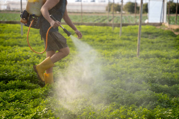 Best Ant Control Services  in Hill N Dale, FL