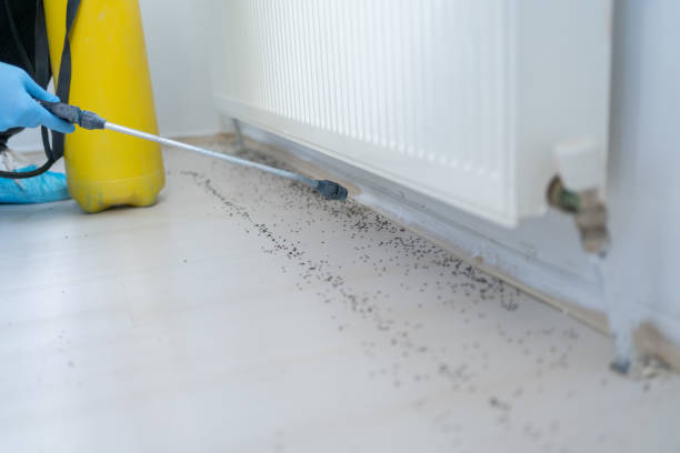 Reliable Hill N Dale, FL Pest Control Solutions